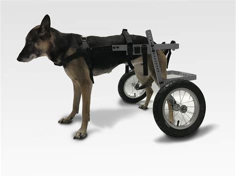 roulette pour chien handicape berger allemand